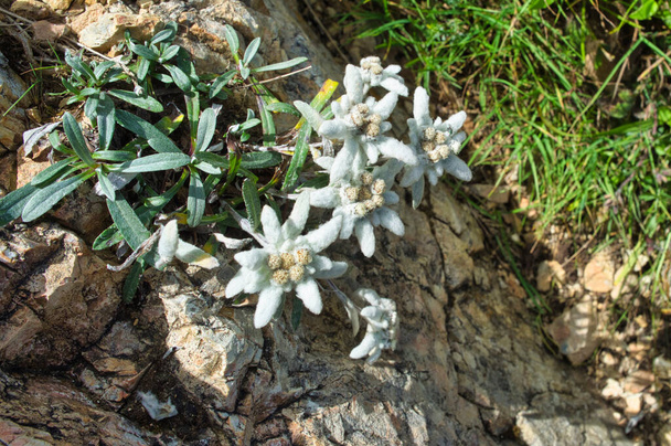 Wild Edelweiss alpine star (leontopodium), in Dolomites, Italy  - Photo, Image