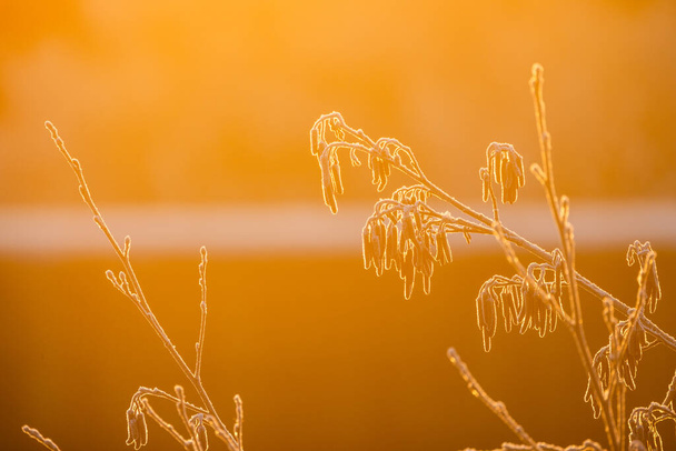 L'immagine cattura il sottile gioco di luce in un gelido inverno del mattino. Ogni fiore selvatico e gambo è delicatamente ricoperto di gelo e il sole che sorge bagna la scena in una luce morbida e dorata. Il - Foto, immagini