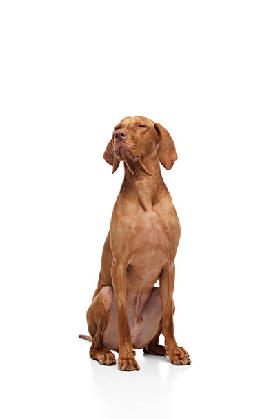 Joven mascota, húngara Vizsla sentado, posando con los ojos cerrados sobre fondo blanco del estudio. El perro se ve sano y bien cuidado. Concepto de amante de las mascotas, vida animal, aseo y veterinaria. Copiar espacio - Foto, imagen