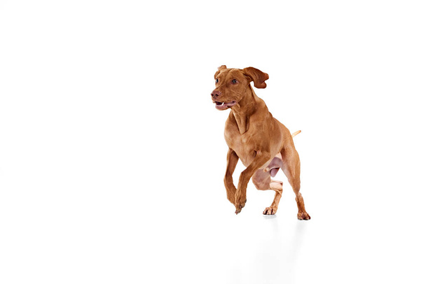 Beyaz stüdyo arka planında koşan saf Macar Vizsla köpeğinin dinamik portresi. Hayvan mutlu ve sağlıklı görünüyor. Hayvan severler, hayvan yaşamı, tımar ve veterinerlik kavramı. - Fotoğraf, Görsel
