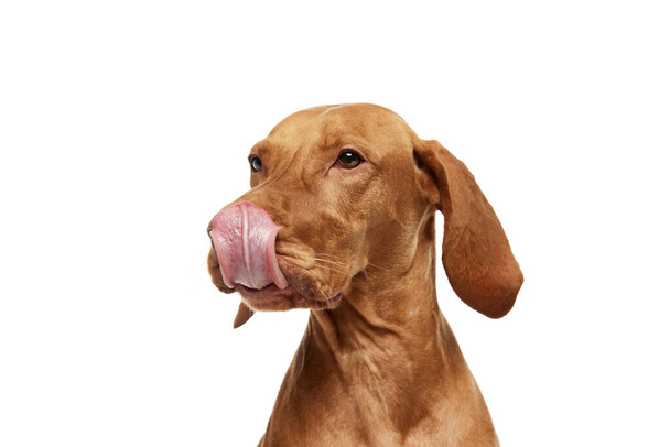 primer plano de pura raza húngaro Vizsla perro con su lengua sobresaliendo y lamiendo su nariz contra fondo de estudio blanco. Concepto de amantes de las mascotas, vida animal, aseo y veterinaria. Copiar espacio - Foto, Imagen