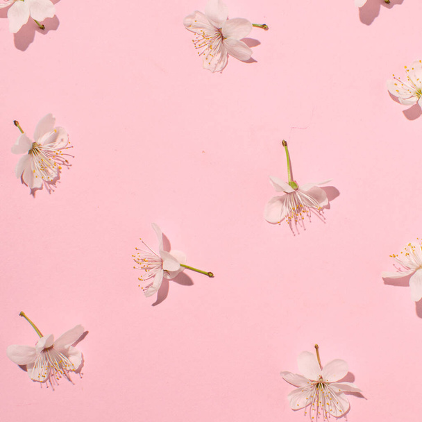 Белые фруктовые цветы на розовом фоне - Фото, изображение