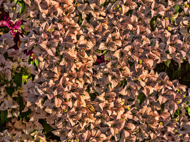 Un arbusto cubierto de flores rosadas Wakata Biopark, Colombia - Foto, Imagen
