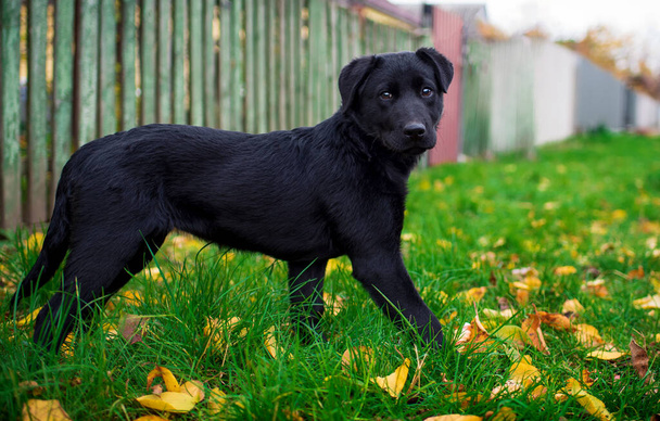 Černý labrador stojí bokem na zelené trávě na pozadí rozmazaného plotu. Štěňátku jsou čtyři měsíce. Podzim. Street. Ta fotka je rozmazaná. Kvalitní fotografie - Fotografie, Obrázek
