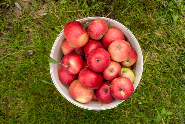 Frissen szedett alma a kertből, műanyag fehér vödörben, biotermesztés. - Fotó, kép