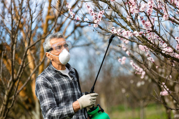 Pulverización de árboles frutales con pesticida orgánico o insecticida en primavera. Pulverización de árboles contra la infección por hongos. - Foto, imagen