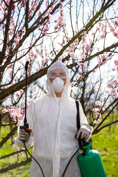 Natryskiwanie drzewa owocowego pestycydami organicznymi lub insektycydami wiosną. Rozpylanie drzew przed zakażeniem grzybami. - Zdjęcie, obraz