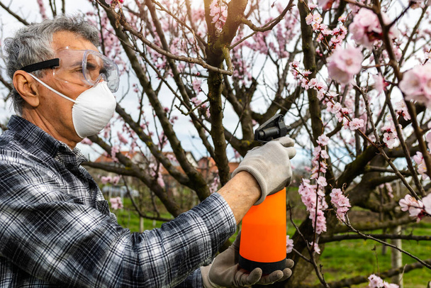 Pulvérisation de pesticides ou d'insecticides organiques sur les arbres fruitiers au printemps. Pulvérisation d'arbres contre l'infection fongique. - Photo, image