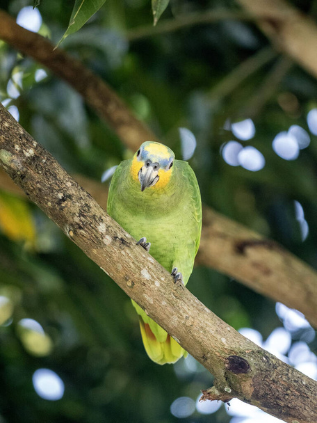 Amazonas de alas anaranjadas, Amazona amazónica, se asienta en una rama seca en la naturaleza. Magdalena. Colombia - Foto, imagen