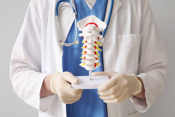 Médico masculino sosteniendo modelo de columna vertebral sobre fondo gris - Foto, imagen