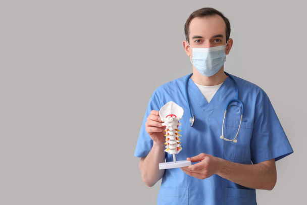 Male doctor with spine model on grey background - Фото, изображение