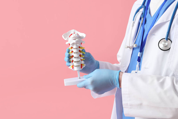 Médico masculino sosteniendo modelo de columna vertebral sobre fondo rosa - Foto, imagen