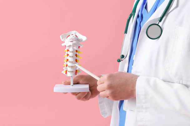 Man arts demonstreren spinale anatomie met wervelkolom model op roze achtergrond - Foto, afbeelding