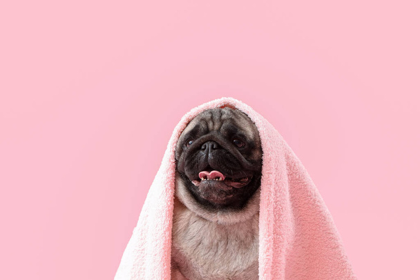 Cute pug dog with towel on pink background, closeup - Photo, Image