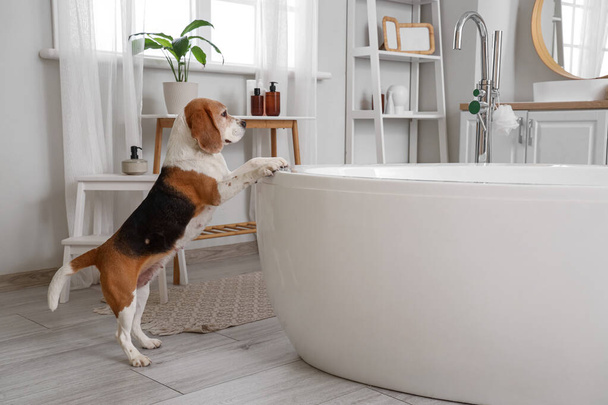 Mignon chien Beagle près de la baignoire dans la salle de bain - Photo, image