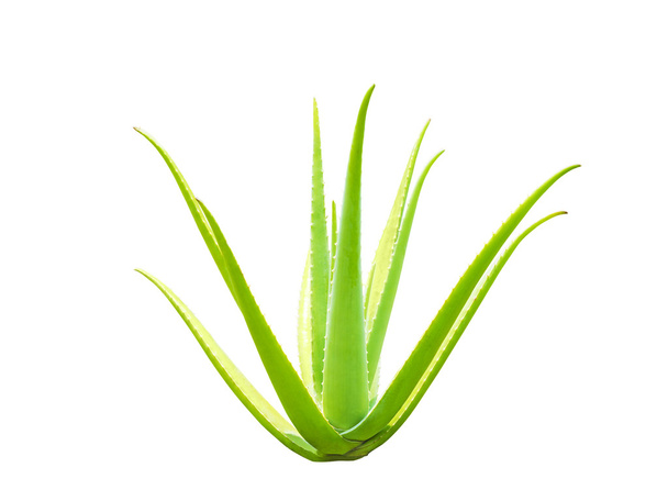 aloe vera plant on black - Фото, изображение