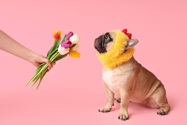 Söpö ranskalainen bulldog poikasen hattu ja käsi kaunis tulppaanit vaaleanpunainen tausta. Pääsiäisjuhla - Valokuva, kuva
