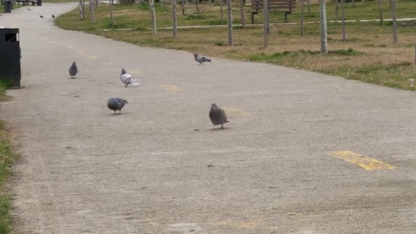 Un troupeau de pigeons se promène sur un trottoir en béton dans le parc public. - Séquence, vidéo