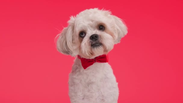 curious bichon wearing classy red bow tie is sitting on red background and looking around to side - Footage, Video