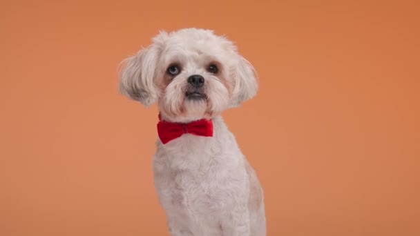 καθισμένος metis κουτάβι σκυλιών φορώντας κόκκινο παπιγιόν σε πορτοκαλί φόντο, αναζητούν αριστοκρατικό και κομψό - Πλάνα, βίντεο