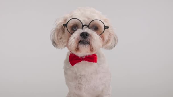 old bichon wearing round glasses and red bowtie looking around to side while sitting on white background - Footage, Video