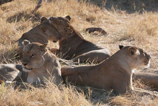 Lions, Botswana - Photo, image