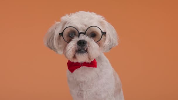 słodkie bichon metis pies noszenie okrągłe okulary i muszka jest pochylając głowę na bok wygląda jak stary pies - Materiał filmowy, wideo