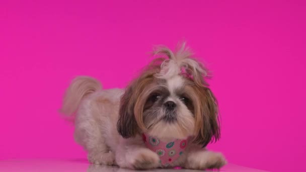 project video van grappige speelse shih tzu puppy op zijn hoede, plezier hebben en blaffen tijdens het bewegen rond op roze achtergrond - Video
