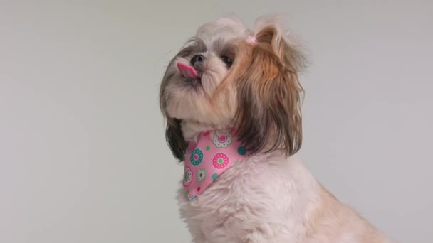 zijaanzicht van mooie shih tzu puppy met roze bandana rond de hals steken uit tong, likken neus en zitten op grijze achtergrond - Video