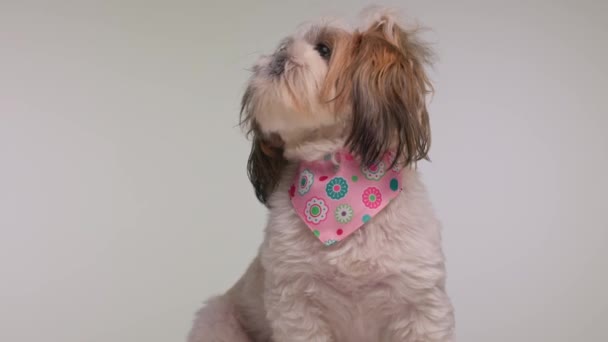 greedy little shih tzu dog with pink bandana around neck licking nose, looking around and sticking out tongue on grey background - Footage, Video