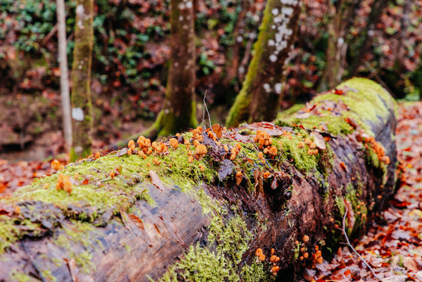Close-up de pequenos cogumelos na floresta de outono crescendo em uma árvore caída - Foto, Imagem