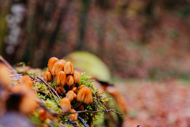 Close-up de pequenos cogumelos na floresta de outono crescendo em uma árvore caída - Foto, Imagem