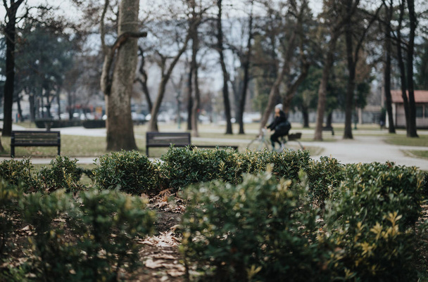 A peaceful park setting with a focus on lush green shrubs in the foreground and a blurry figure seated on a bench in the background, conveying solitude and reflection in a natural urban environment. - Photo, Image