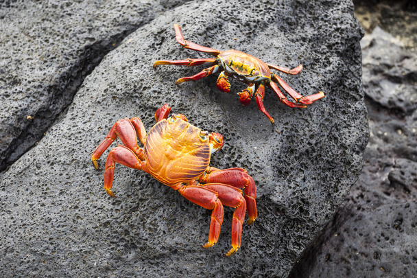 Zayapas couple crabes
 - Photo, image
