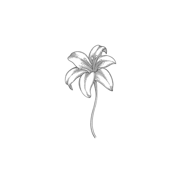 Lüks çiçek ve logo. Son moda botanik öğesi. El çizimi çizgi ayrık dal ve çiçek. Davetiye için zarif kır çiçeği. Randevu kartını sakla. Beyaz arkaplanda vektör illüstrasyonu - Vektör, Görsel