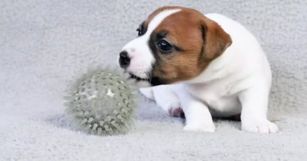 divertido Jack Russell terrier cachorro prueba una pelota de goma y huele a sí mismo con su pata - Imágenes, Vídeo