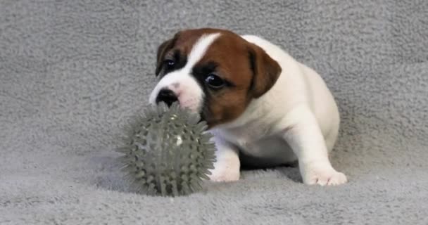 Jack Russell terrier cachorro prueba una pelota de goma. - Imágenes, Vídeo