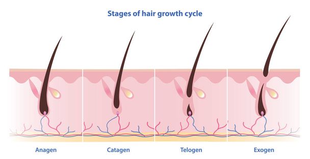 Fasi del ciclo di crescita dei capelli illustrazione vettoriale isolata su sfondo bianco. I capelli crescono in quattro fasi distinte. Anagen, fase di crescita. Catagen, fase di transizione. Telogeno, fase di riposo. Esogeno, fase di spargimento. - Vettoriali, immagini