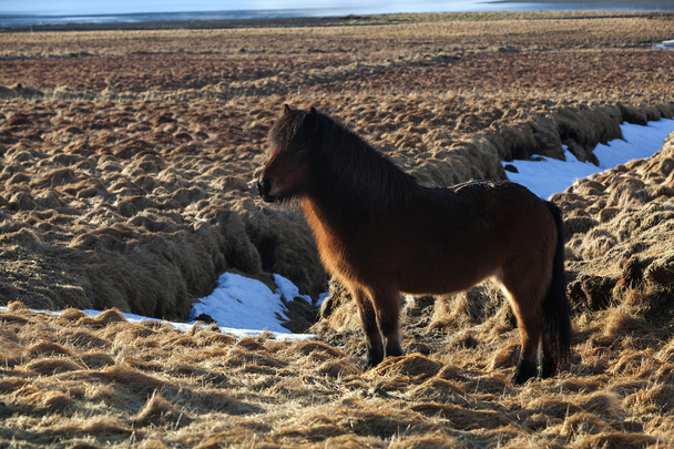 Bruin IJslandse pony op een weide - Foto, afbeelding