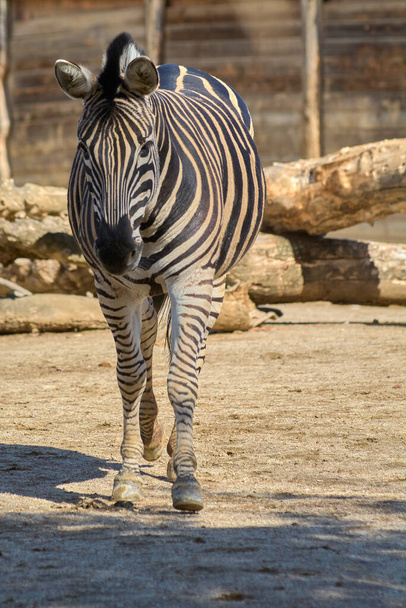 Zebra σε κίνηση, δείχνοντας τα μοναδικά και όμορφα ριγέ μοτίβα της σε ένα φυσικό περιβάλλον. - Φωτογραφία, εικόνα