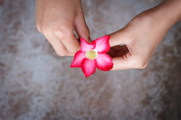 giving a flower. - Valokuva, kuva