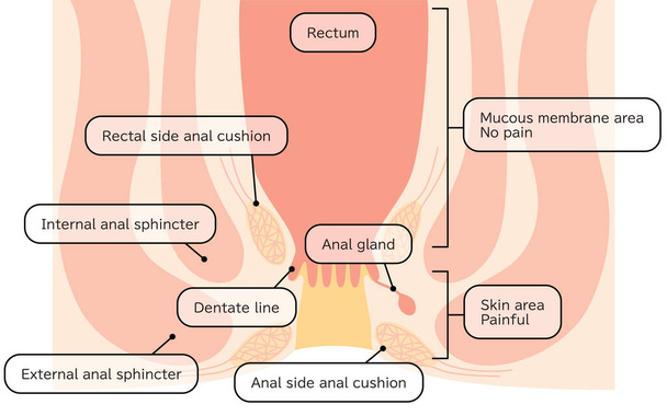 Human body rectum and anus area Illustrations, cross sectional view - Translation: Rectum, anal cushion, sphincter, mucous membrane area, skin area - Wektor, obraz