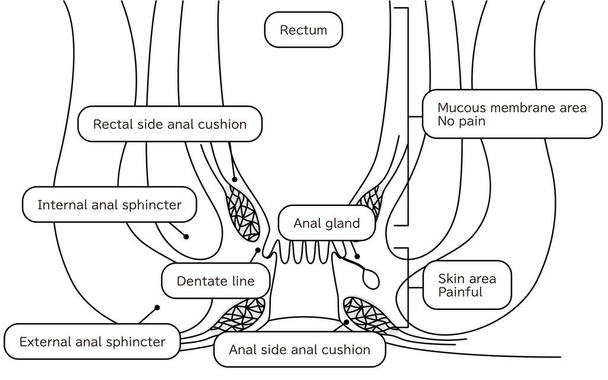 Human body rectum and anus area Illustrations, cross sectional view - Translation: Rectum, anal cushion, sphincter, mucous membrane area, skin area - Vector, Image