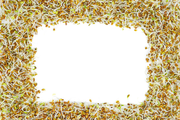 Семена люцерны. Рамка. Изолированный на белом фоне - Фото, изображение