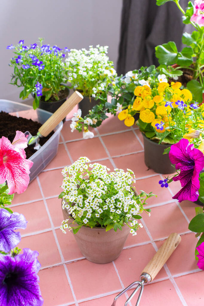 Pflanzung einer Alyssum im Topf, Frühlingsdekoration eines heimischen Balkons oder einer Terrasse mit Blumen, Blumen auf rosa Fliesen, Hausgarten und Hobbys - Foto, Bild