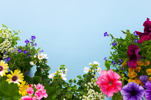 Decoración de primavera de un balcón o terraza con flores, Lobelia y Alyssum, Bacopa y Petunia, Geranio y Osteospermum sobre un fondo azul, jardinería casera y hobbies - Foto, imagen