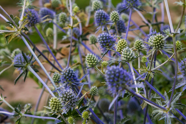 Eryngium Planum Or Blue Sea Holly - Květina rostoucí na louce. Divoké bylinky. - Fotografie, Obrázek