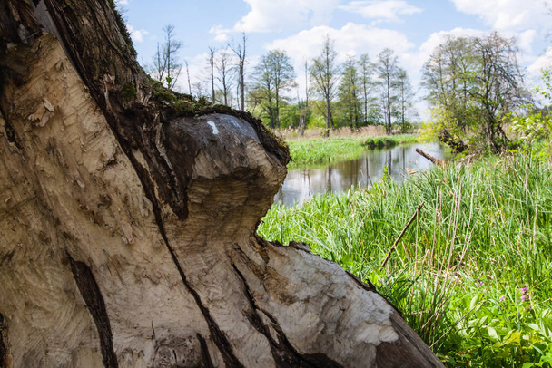 Polonia, Podlasie, río Suprasl, castores dañaron el árbol junto al río, la construcción de la presa por castores - Foto, Imagen