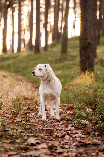 White a Labrador-type mongrel in a forrest, adventure hiking with dogs.  - 写真・画像