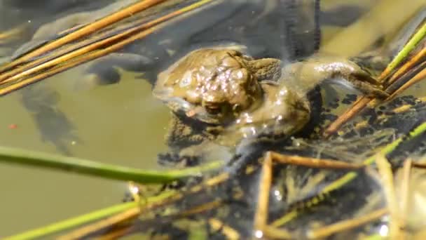 Rãs durante a reprodução em uma lagoa
 - Filmagem, Vídeo